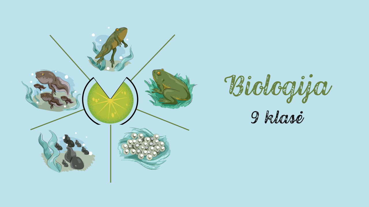 Maisto medžiagų įsiurbimas